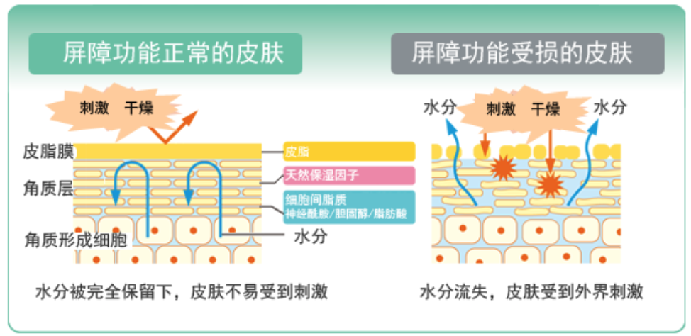 干、癢、紅、腫？別慌涂護膚品，先看看皮膚屏